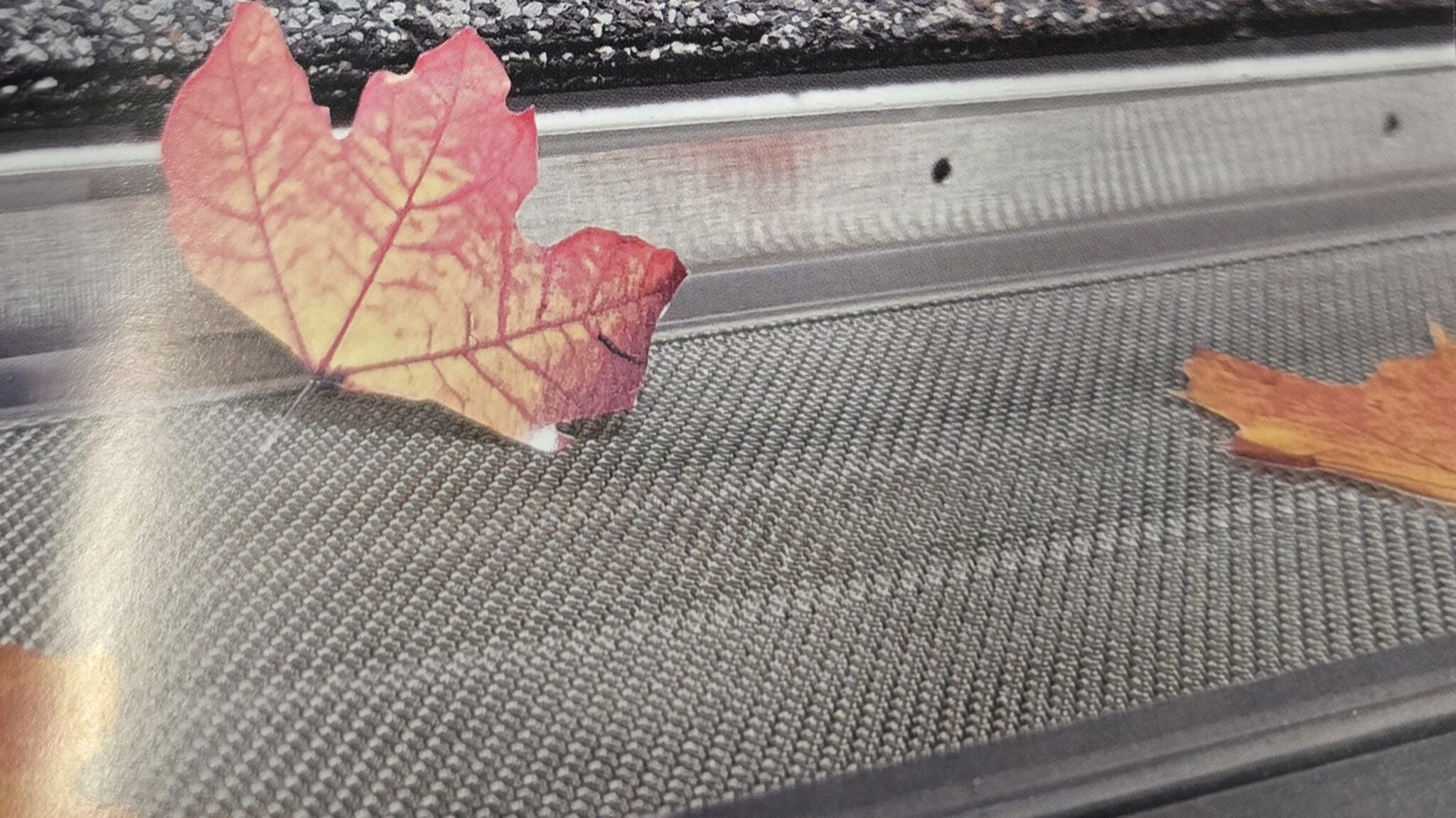 Metal leaf guard fitted over a gutter with oak leaves resting on top